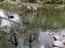 Black swans @ Jinan Wildlife World, Shandong China