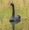 The black Swans in the lake in botanical garden of Furnas Sao Miguel