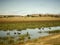 Black Swans on Lake Duverton at Oatlands Tasmanie