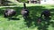 Black swans on the lawn. Three birds are nibbling the grass on the lawn. Stanisici, Bijelina, Bosnia and Herzegovina