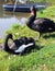 Black swans, pair