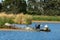 Black swans and pelicans on the bank near river yellowing grass and trees background