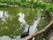 Black Swans and Pelicans on a lake in Jinan Paomaling Wild Animals World