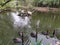 Black Swans and Pelicans on a lake in Jinan Paomaling Wild Animals World