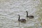 Black swans - RAW format