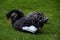 Black swans sitting on grass