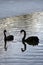 Black swans swim on a pond.