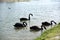 Black swans swimming in the Al Qudra lakes, Dubai, United Arab Emirates