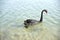 Black swans swimming in the Al Qudra lakes, Dubai, United Arab Emirates