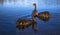 Black swans swimming on lake