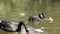 Black swans with their chicks