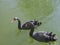 Black swans water. Two black swans romantic scene. Black swans view. Cygnus atratus