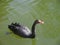 Black swans water. Two black swans romantic scene. Black swans view. Cygnus atratus