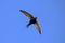 Black swift flying over head