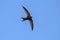 Black swift flying over head