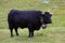 Black Swiss cow