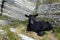 Black Swiss goat in Mountains