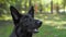 Black Swiss Shepherd dog sits and obediently waits for reward for correctly executed command during training. Handler