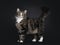 Black tabby blotched Norwegian Forestcat on black background