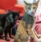 Black and Tabby Cat being cute on red chair