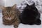 A black and tabby cat lie next to each other.