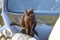 Black tabby cat sitting on the bonnet of  a shiny black car