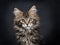 Black tabby Maine Coon kitten isolated on black background