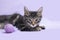 Black tabby manx kitten with cat toy purple background