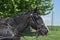 Black Tacked Horse with a Bridle on a Farm