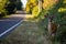 Black Tail Deer Next To Road