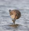 Black tail snipe in water