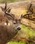 Black-tailed Deer Buck With Drop Time