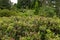 Black-tailed deer buck is almost hidden in a tall salal berry thicket