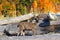 Black-Tailed Deer Fawn, Odocoileus hemionus columbianus, between Driftwood on Sunny Autumn Day