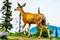 Black Tailed Deer in the high Alpine of Tod Mountain in the Shuswap Highlands of British Columbia