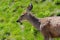 Black-tailed deer at Hurricane Ridge in olympic national park