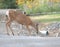 Black-tailed deer make themselves at home in Ellensburg, Eastern Washington State