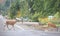 Black-tailed deer make themselves at home in Ellensburg, Eastern Washington State