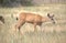 Black-tailed deer make themselves at home in Ellensburg, Eastern Washington State