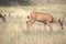 Black-tailed deer make themselves at home in Ellensburg, Eastern Washington State