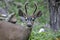 Black-tailed Deer _MG_ 1823