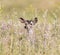 Black-tailed Deer Odocoileus hemionus peeking through Spring flowers.