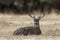 Black-tailed Deer Stag Resting