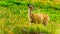 Black Tailed Deer on Tod Mountain near Sun Peaks in the Shuswap Highlands of British Columbia, Canada