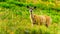 Black Tailed Deer on Tod Mountain near Sun Peaks in the Shuswap Highlands of British Columbia, Canada