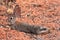 Black Tailed Desert Jack Rabbit