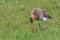 Black tailed Godwit
