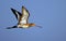 Black tailed Godwit