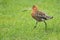 Black-tailed godwit