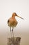 Black-tailed godwit